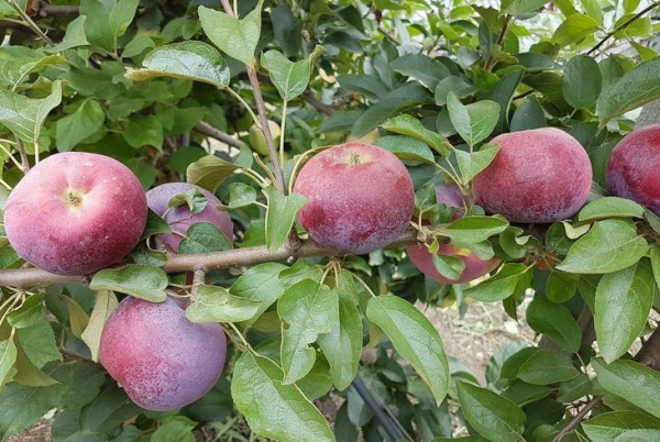 Сорта раннеспелых яблонь
